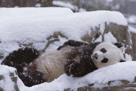 panda-snow